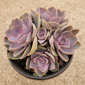 Echeveria 'Perle von Nurnberg' - Succulents Depot