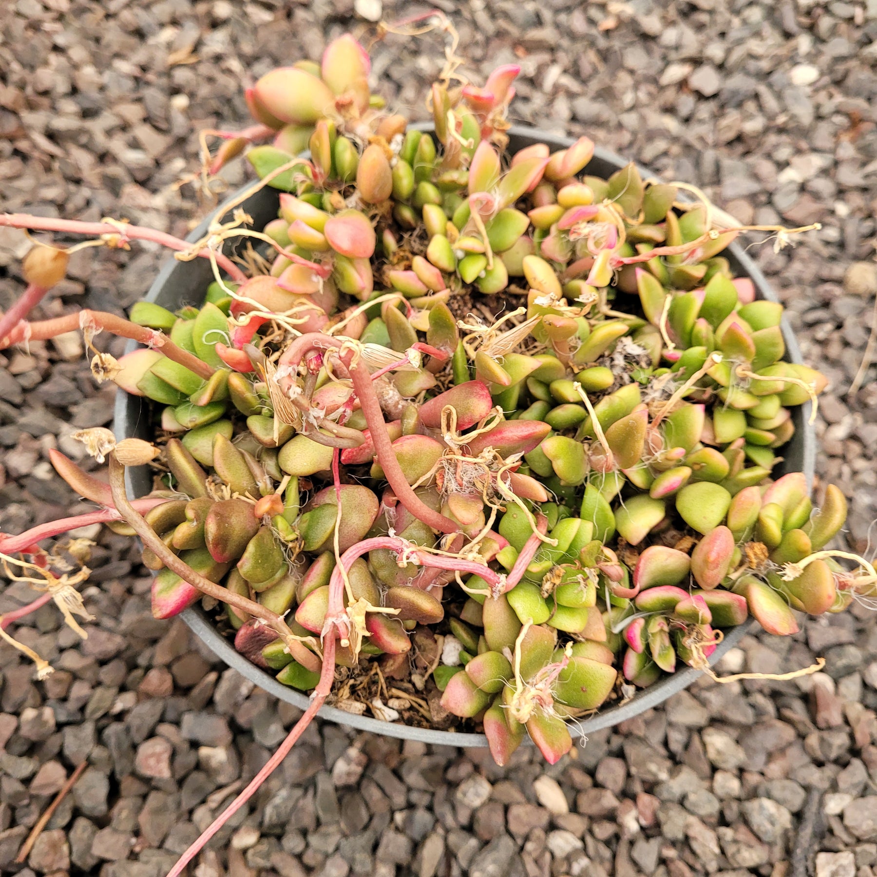 pink sunrise succulent Anacampseros telephiastrum variegata 'Sunrise'