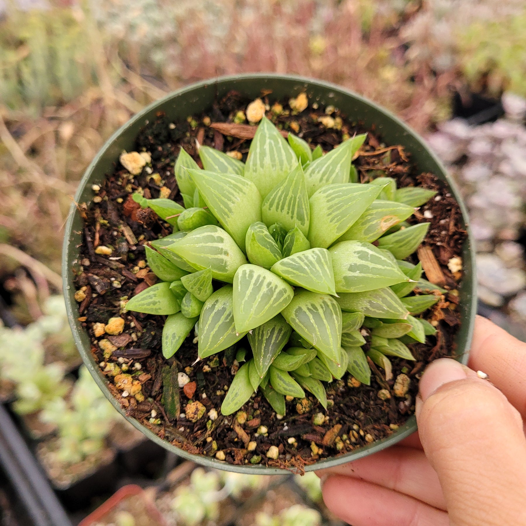 star cactus succulent Haworthia retusa f. geraldii 'Star Cactus' 4 Inch