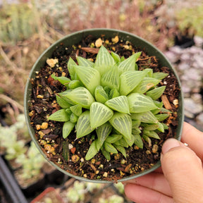 Haworthia retusa f. geraldii 'Star Cactus'