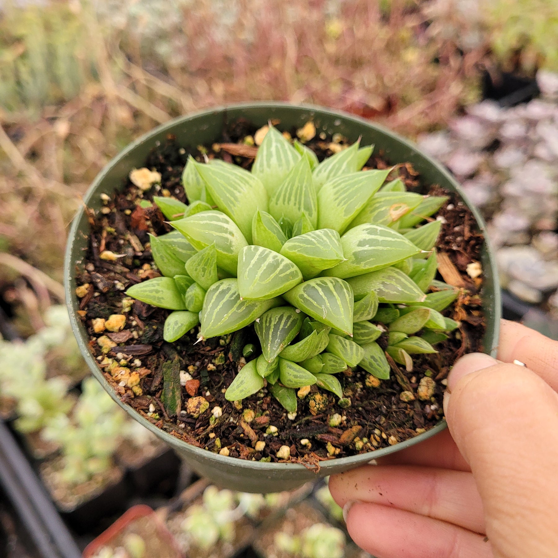 haworthia retusa succulent Haworthia retusa f. geraldii 'Star Cactus' 4 Inch