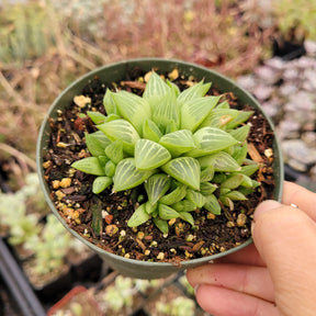 Haworthia retusa f. geraldii 'Star Cactus'