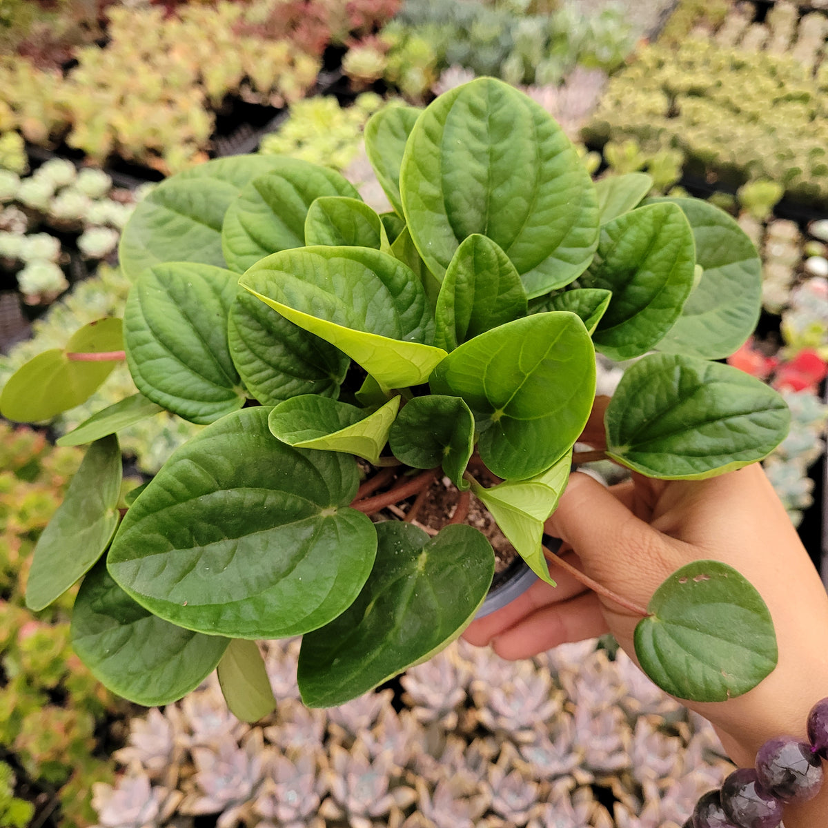 Peperomia albovittata "Rana Verde"