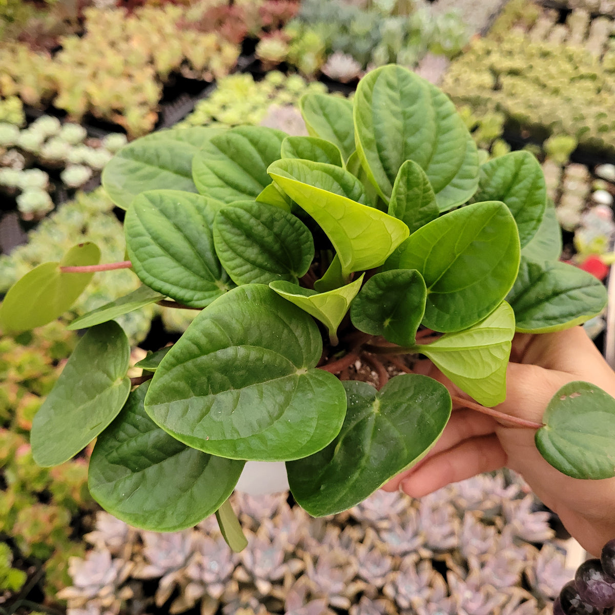 Peperomia albovittata "Rana Verde"