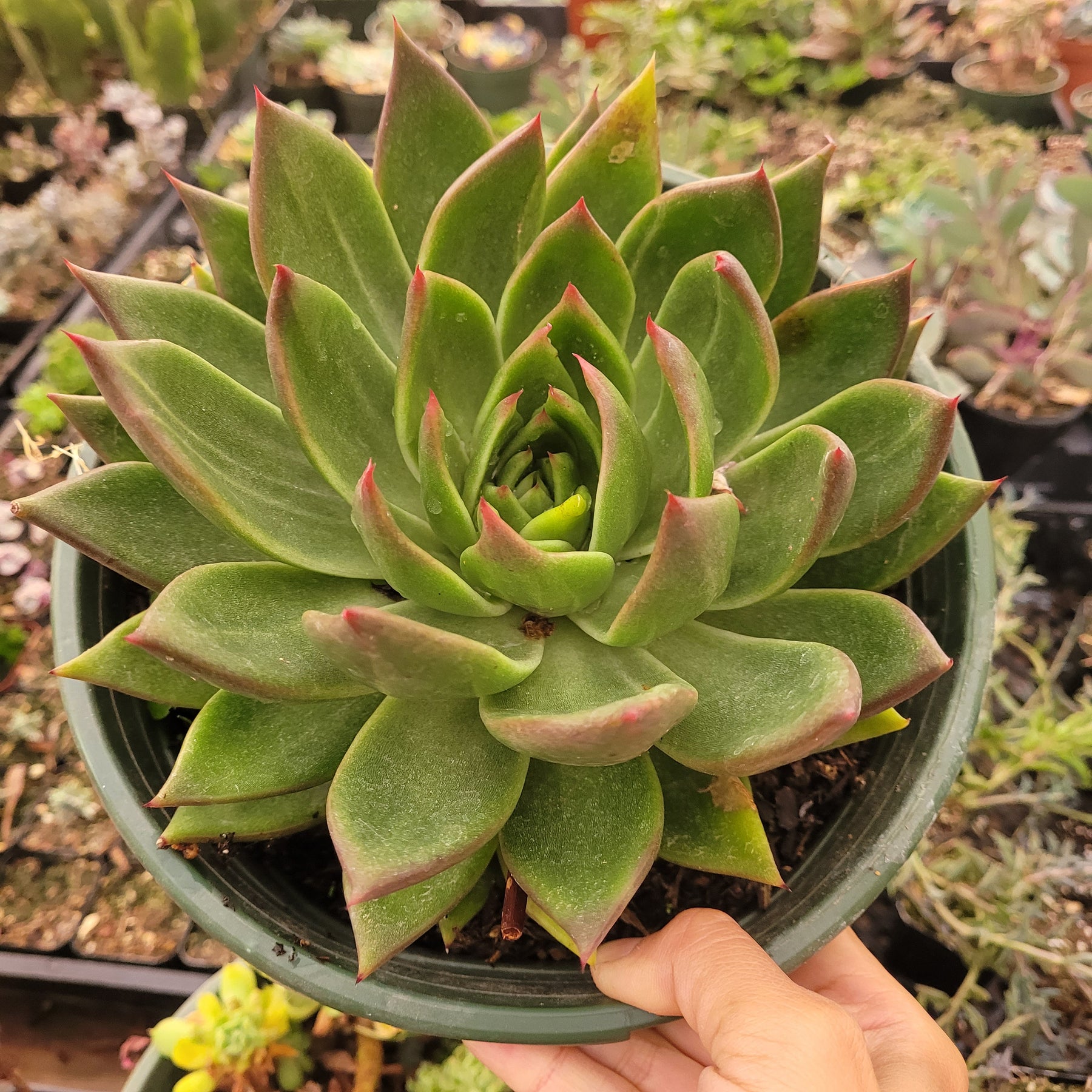 hybrid succulent plants Echeveria agavoides 'Ebony' Hybrid