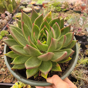 Echeveria agavoides 'Ebony' Hybrid - Succulents Depot