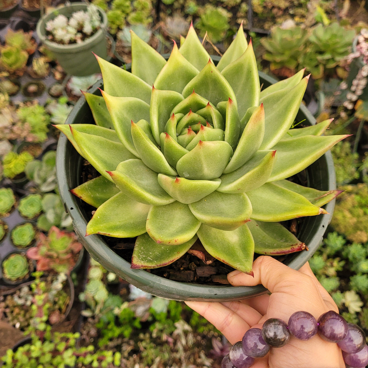 Echeveria agavoides 'Ebony' Hybrid - Succulents Depot