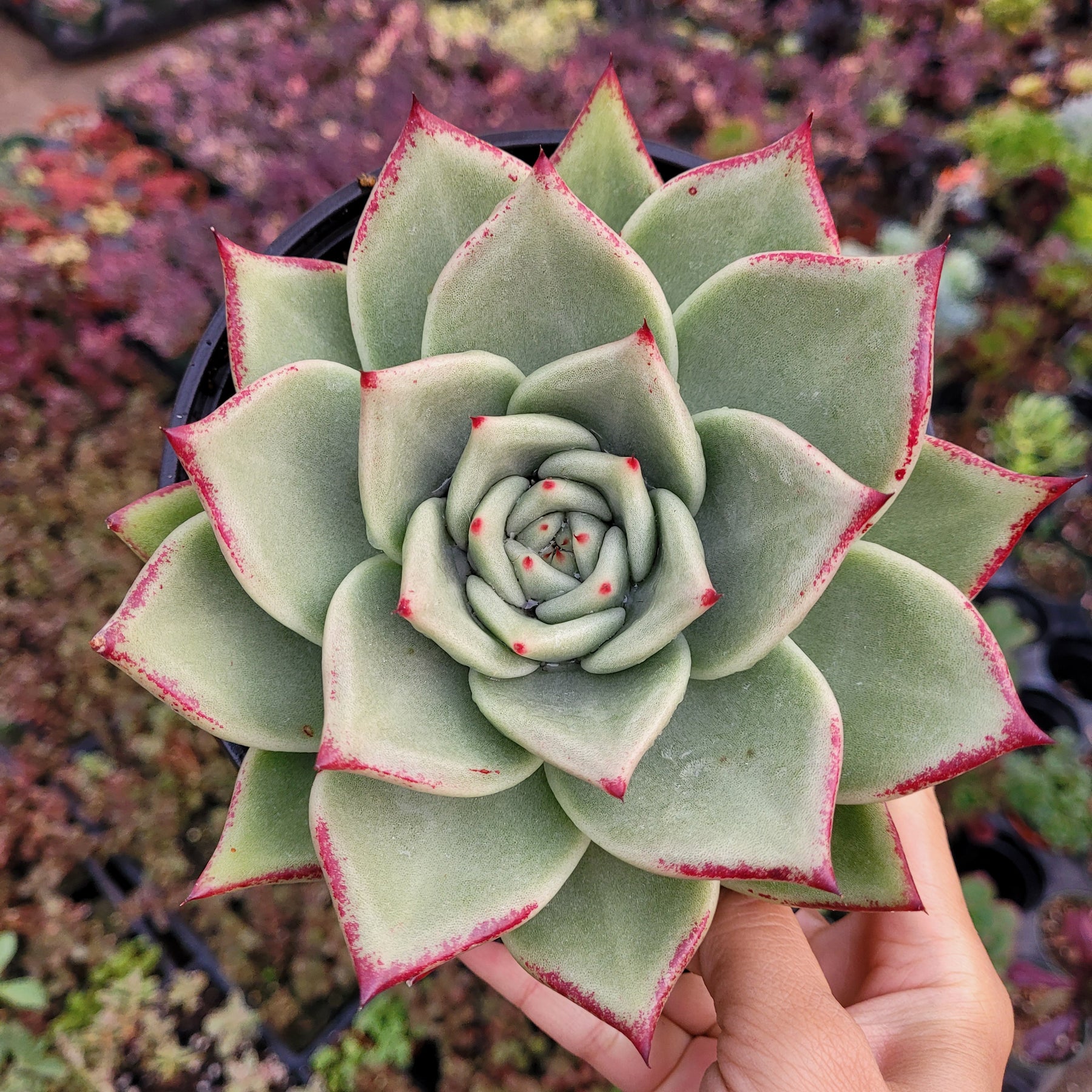 ebony succulent Echeveria agavoides 'Ebony' Hybrid