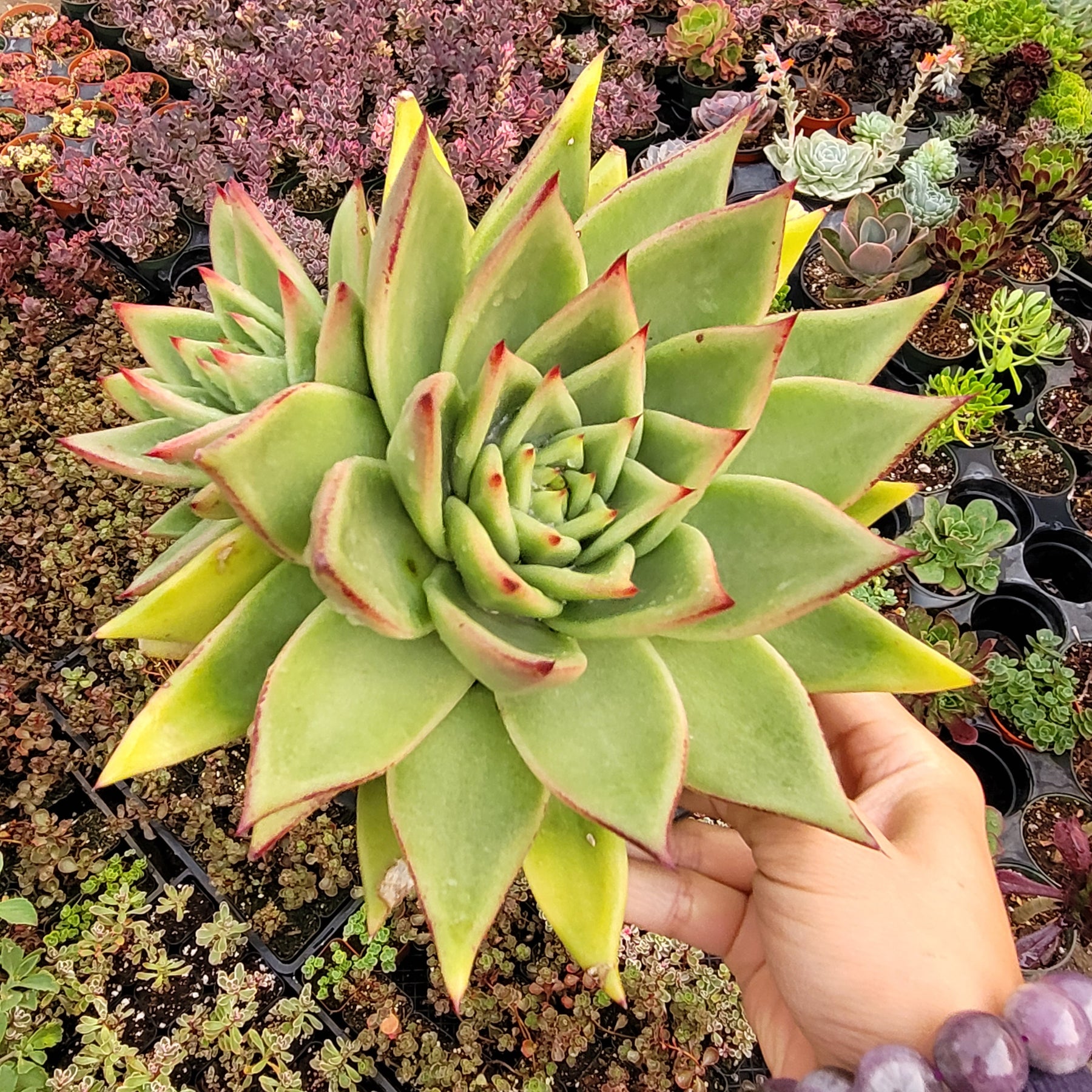 hybrid succulent plants Echeveria agavoides 'Ebony' Hybrid