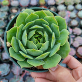 Echeveria 'Ramillette' succulent in a hand-held pot.