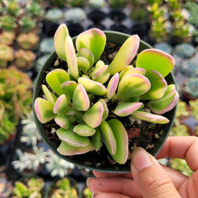 trailing jade hanging plant Senecio jacobsenii