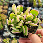 Senecio jacobsenii - Trailing Jade, Weeping Jade - Succulents Depot