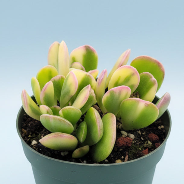 Senecio jacobsenii potted succulent with variegated leaves.