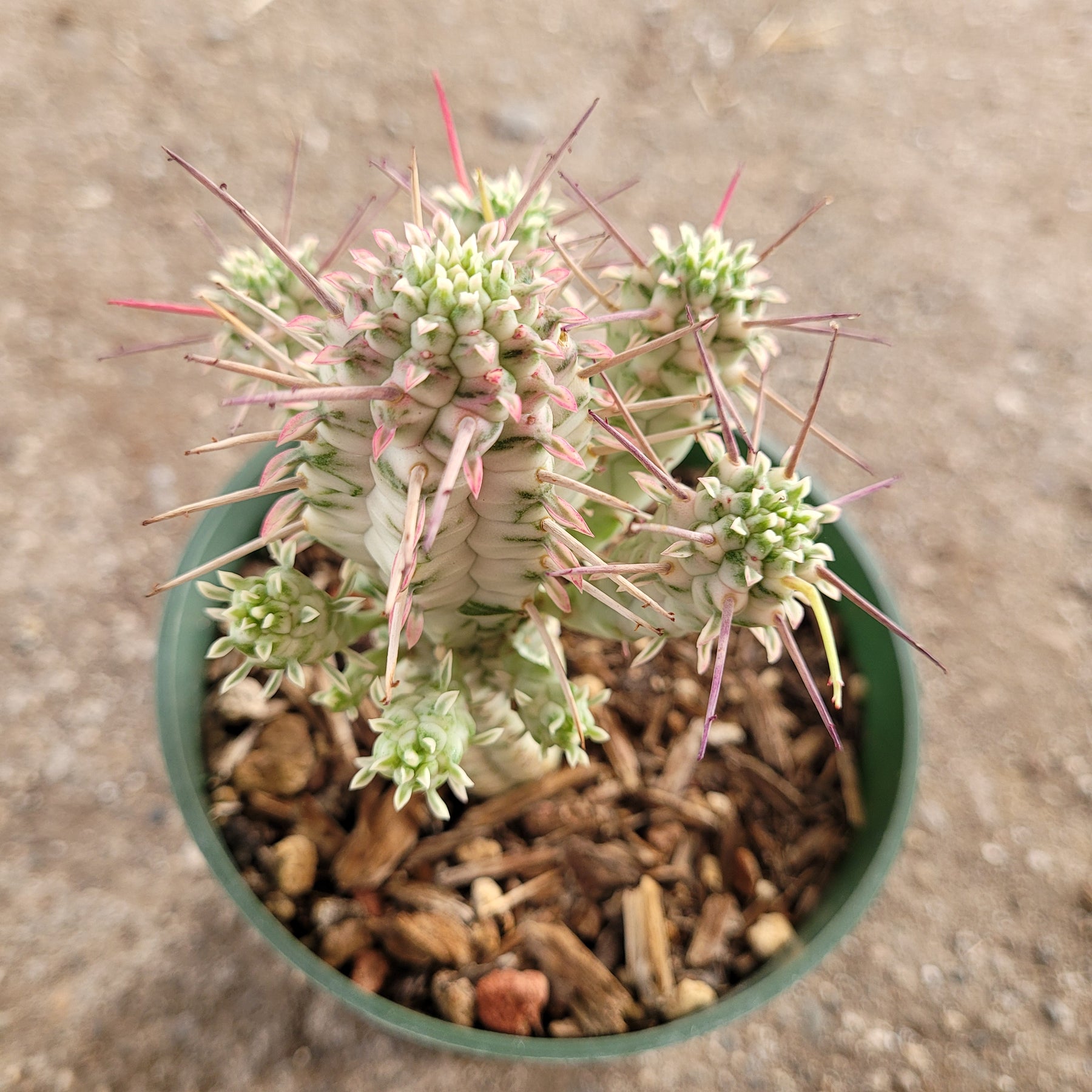 corn cob succulent Variegated Corn Cob Cactus Euphorbia mammillaris