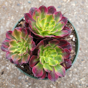 Aeonium 'Mardi Gras' - Succulents Depot