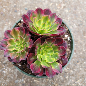 Aeonium 'Mardi Gras' - Succulents Depot