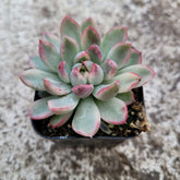 Echeveria Mebina Variegated