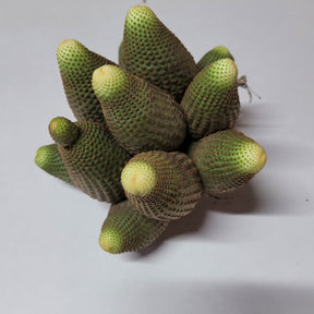 Rebutia heliosa Cactus