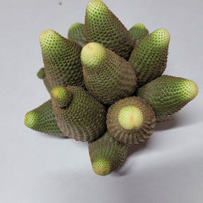 Rebutia heliosa Cactus