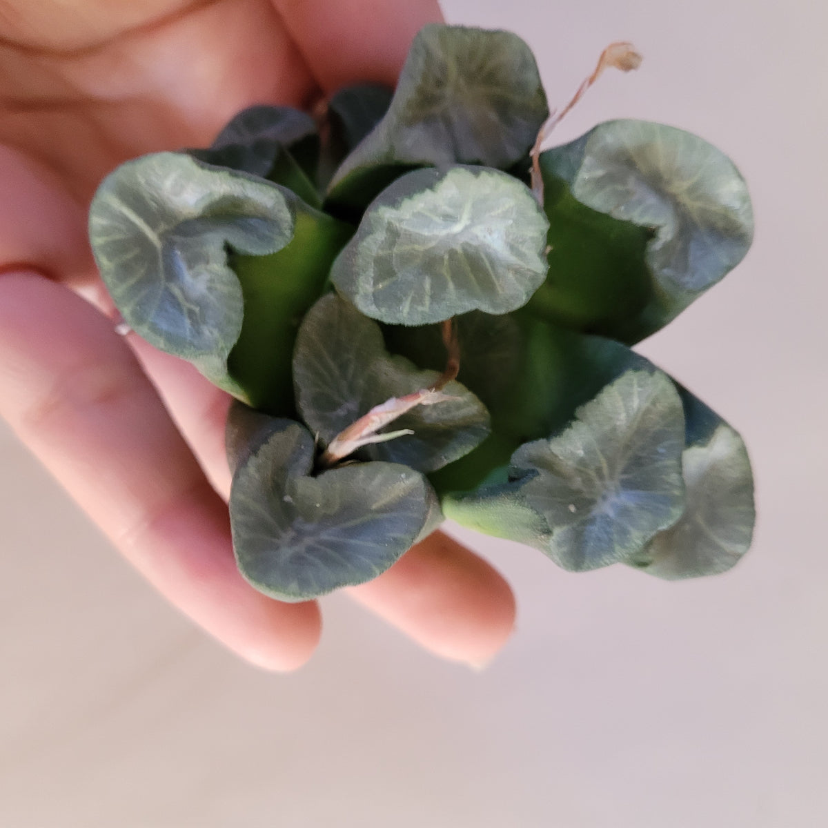 Haworthia maughanii