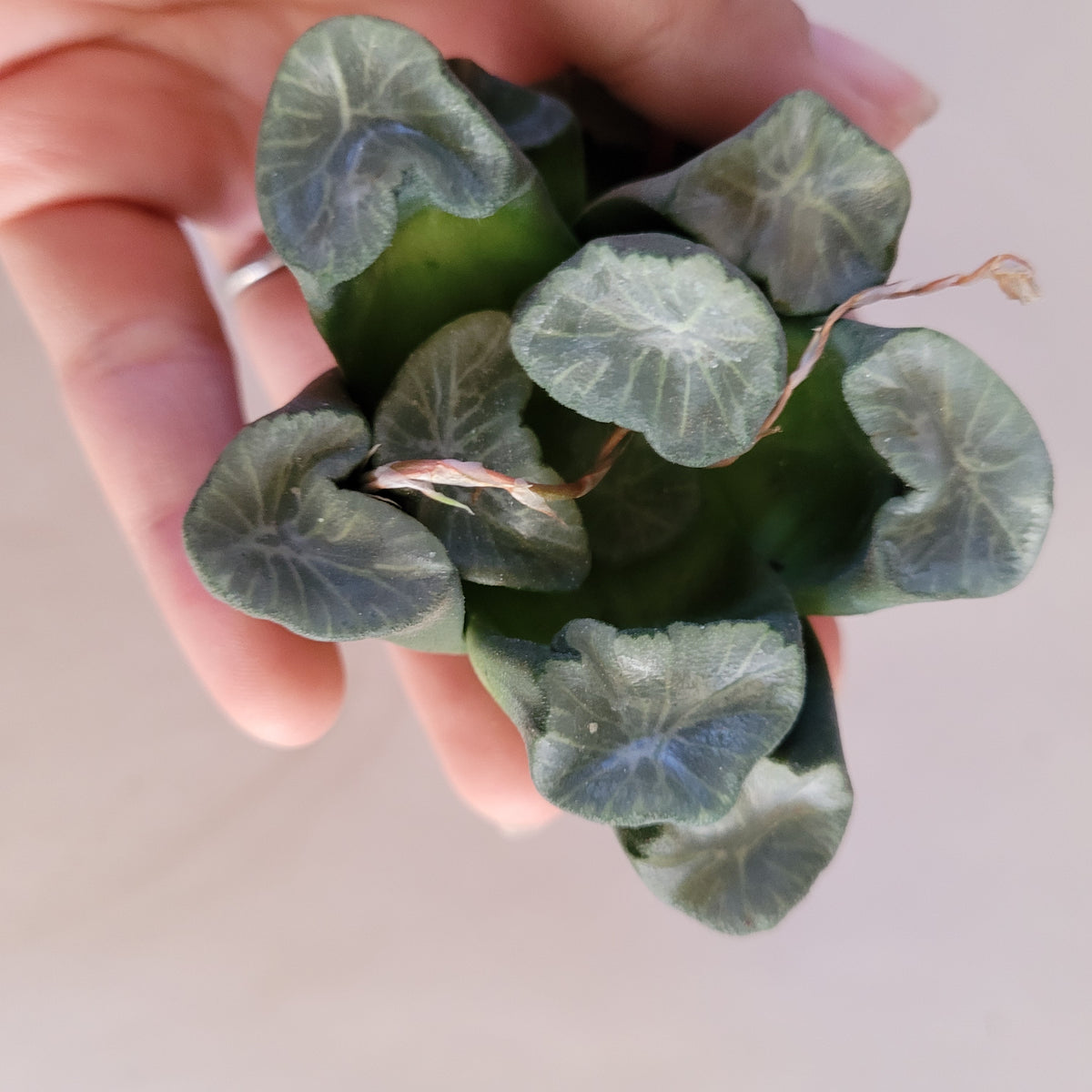 Haworthia maughanii