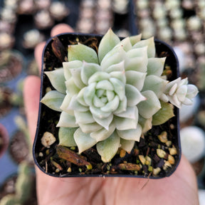 Echeveria Prolifica Variegata