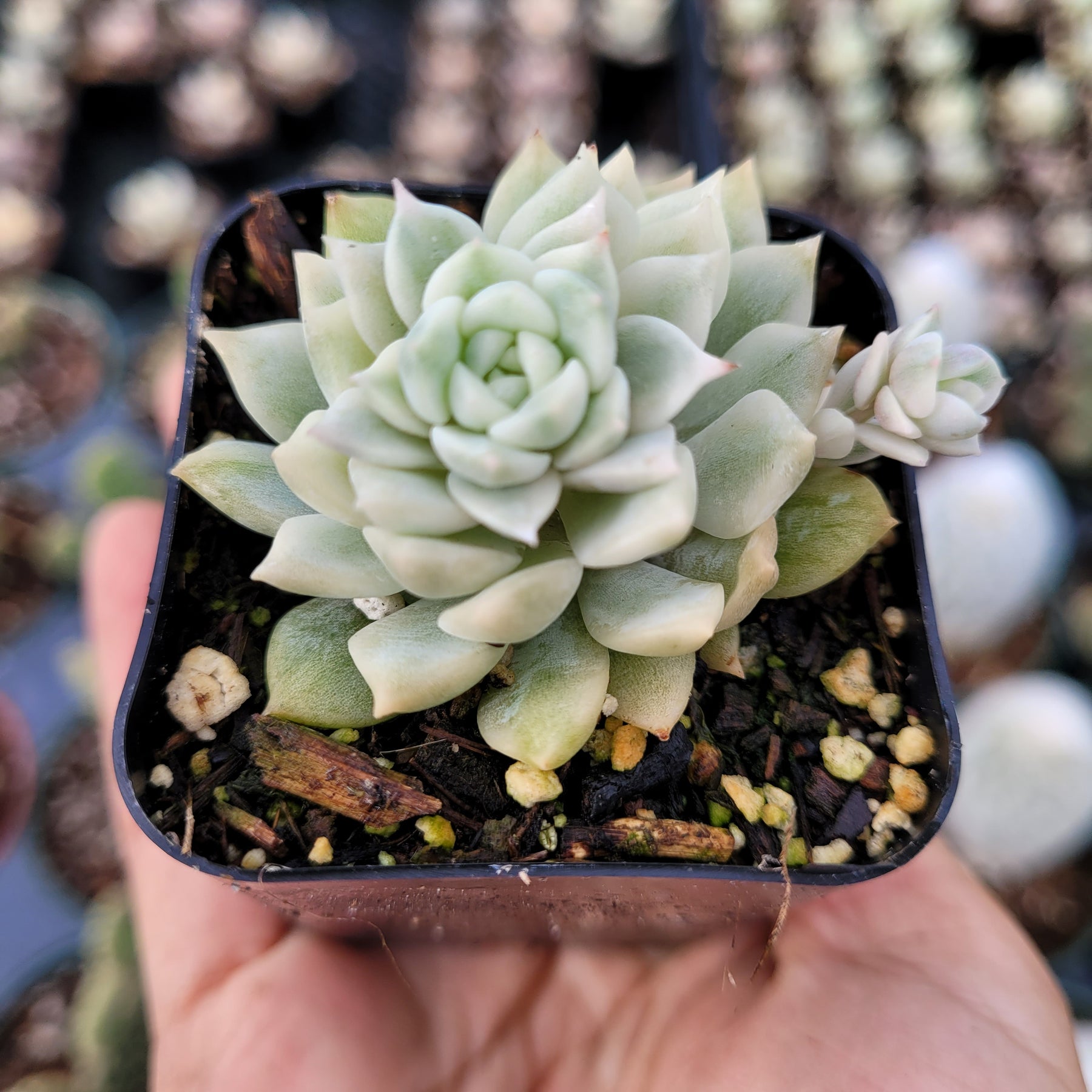 prolifica succulent Echeveria Prolifica Variegata