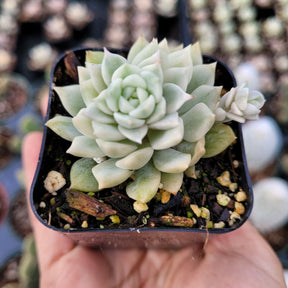 Echeveria Prolifica Variegata