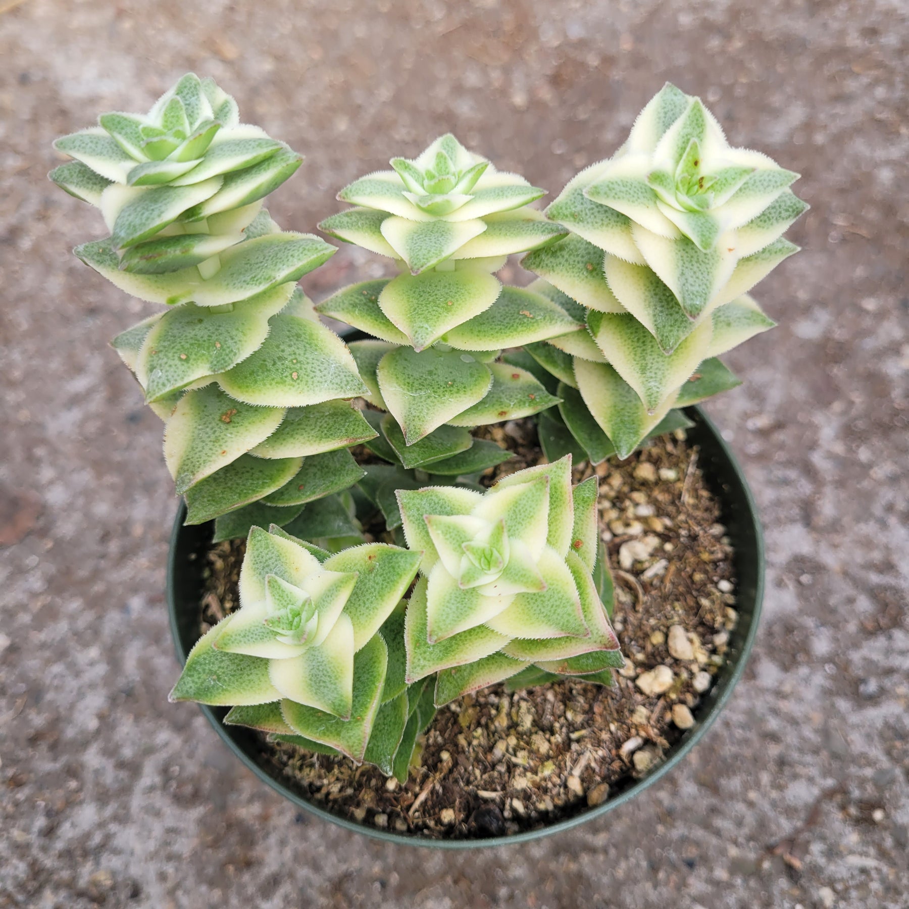string of buttons hanging plant Crassula perforata String of Buttons Variegata
