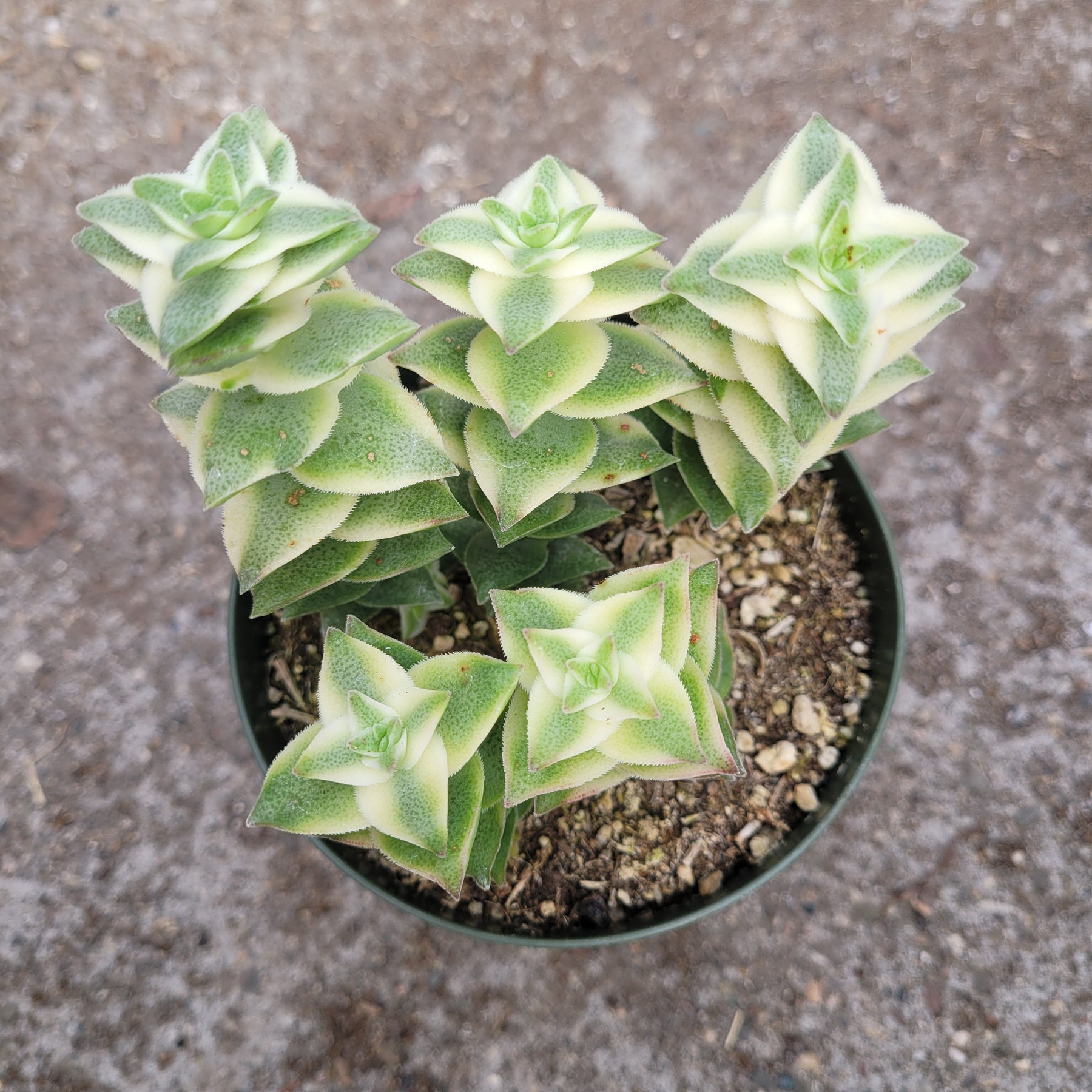 succulent square leaves Crassula perforata String of Buttons Variegata