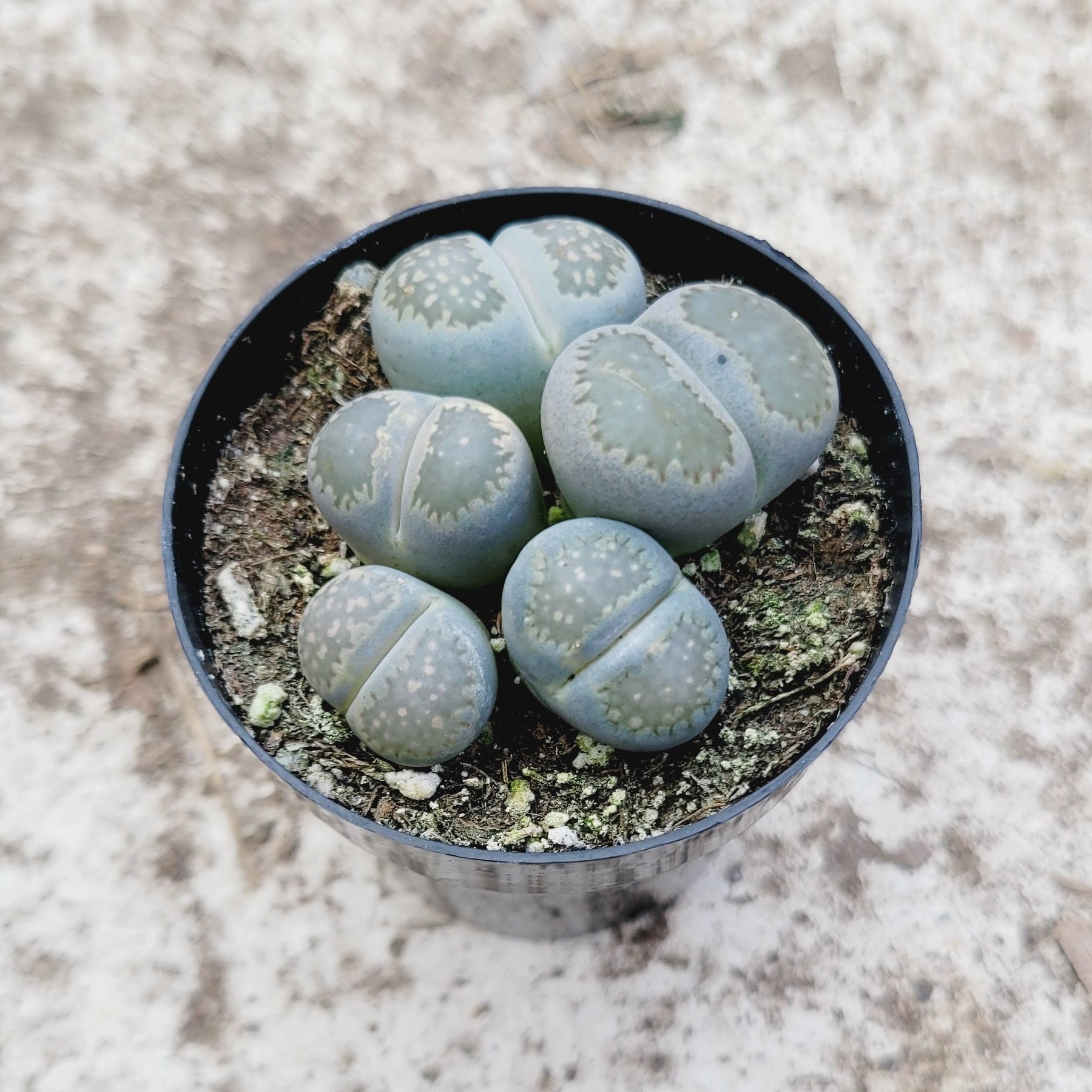 succulents lithops Lithops 'Living Stones'