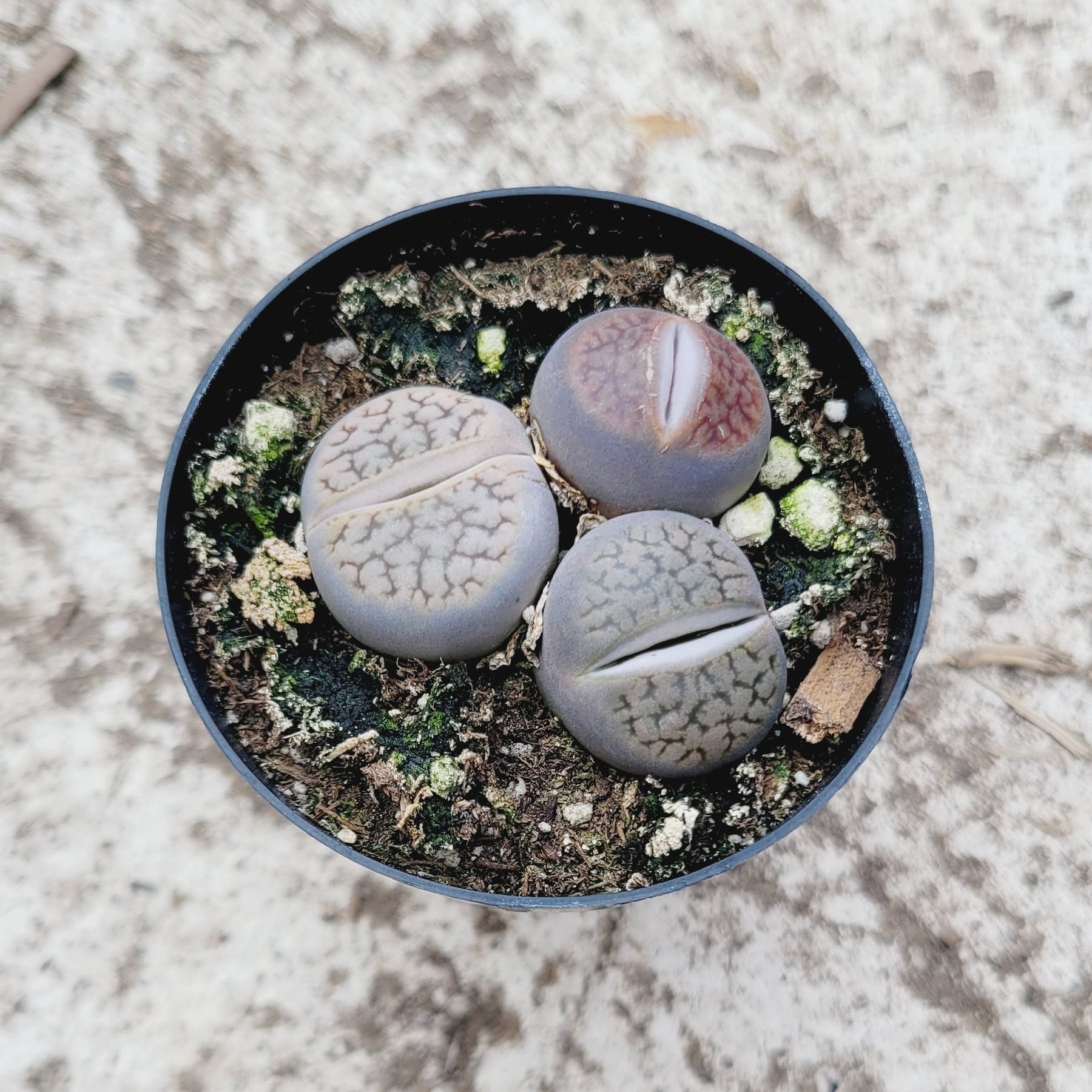 lotus lithops succulents Lithops 'Living Stones'