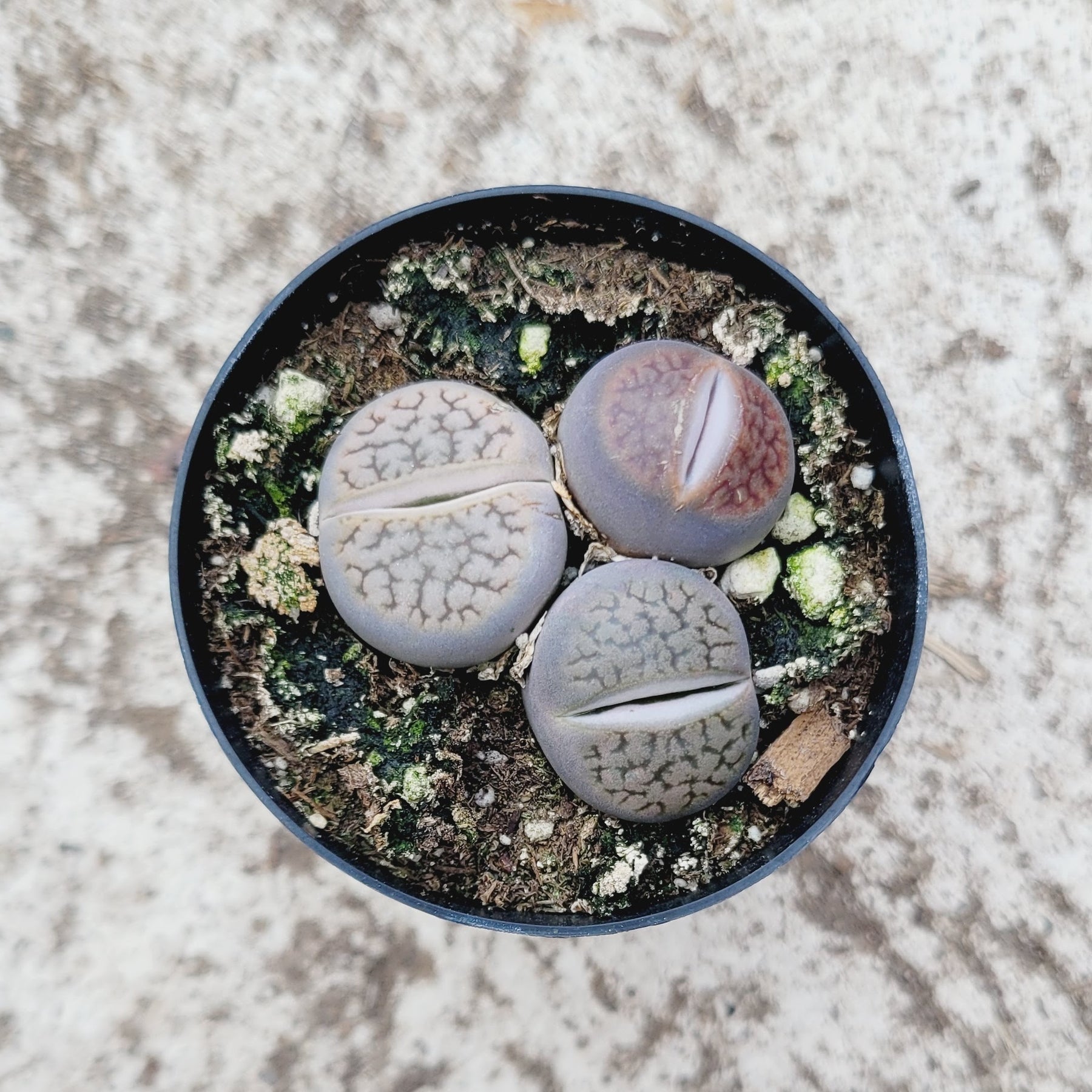 Lithops 'Living Stones' - Succulents Depot