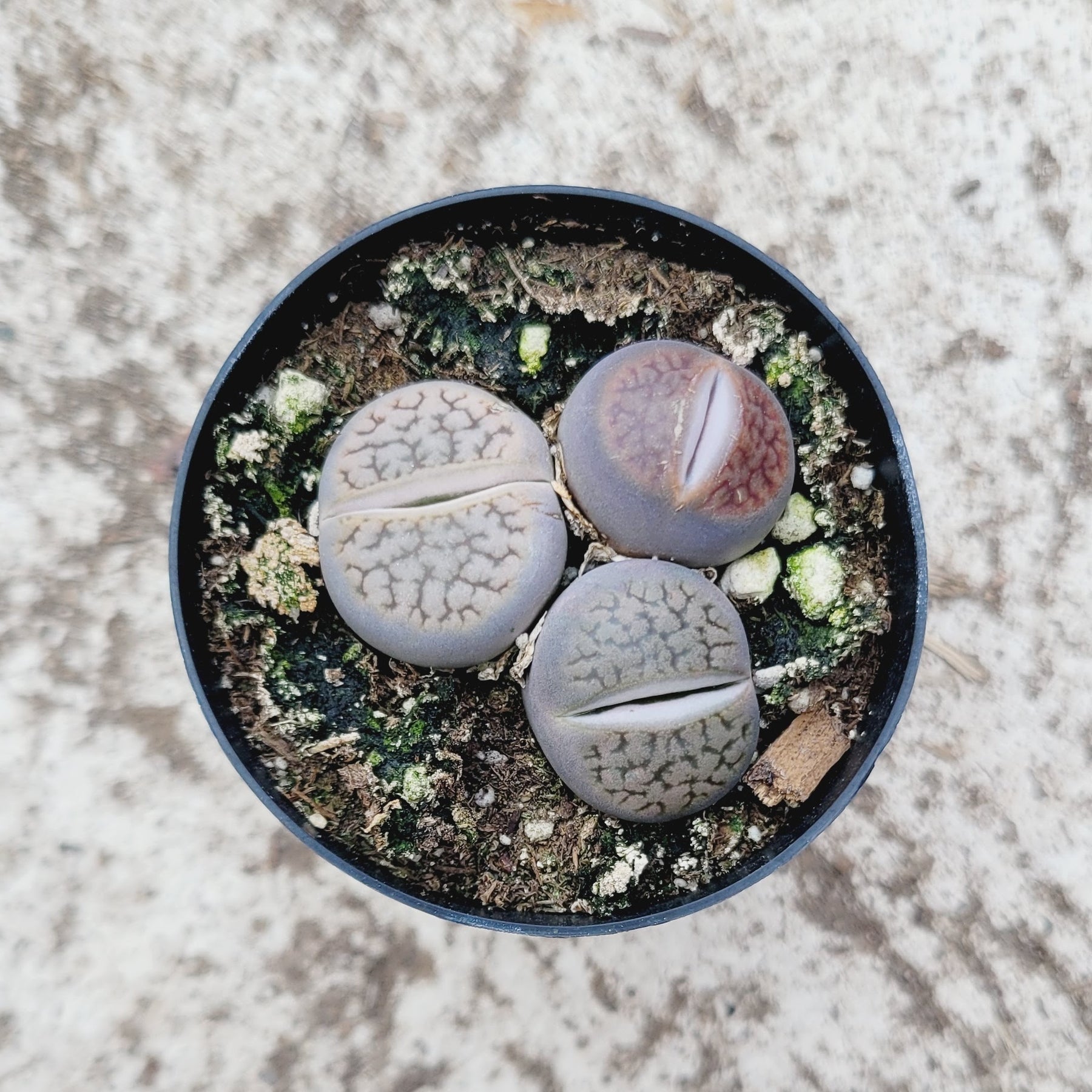 succulent stone Lithops 'Living Stones'