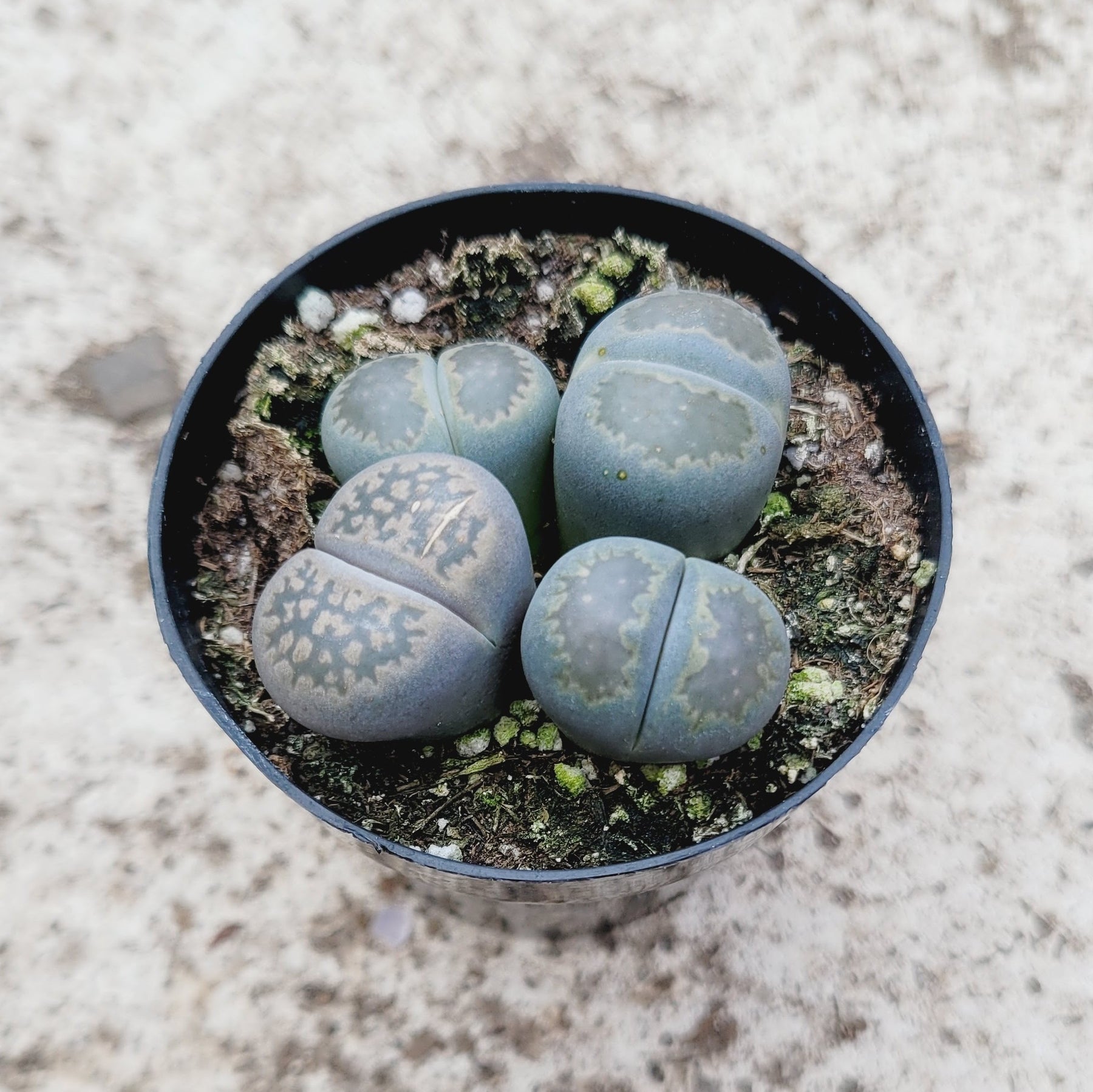 living stones succulents lithops Lithops 'Living Stones'