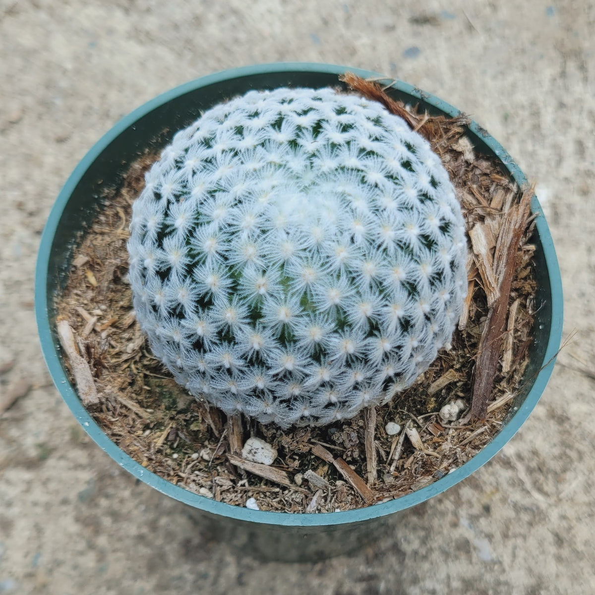 Mammillaria duwei