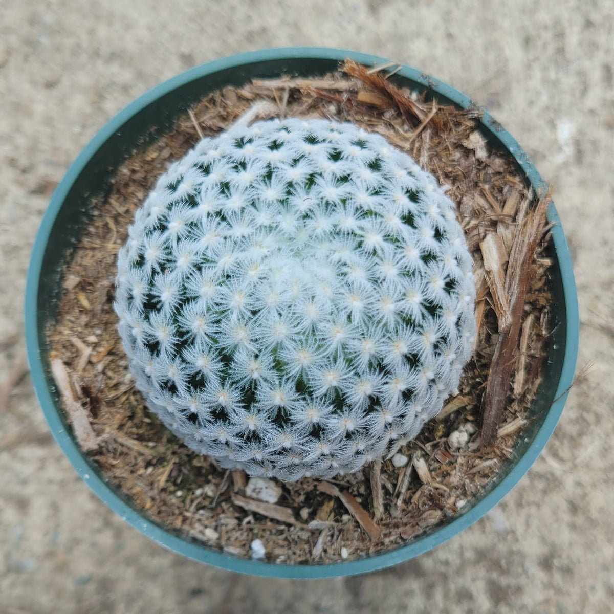 Mammillaria duwei