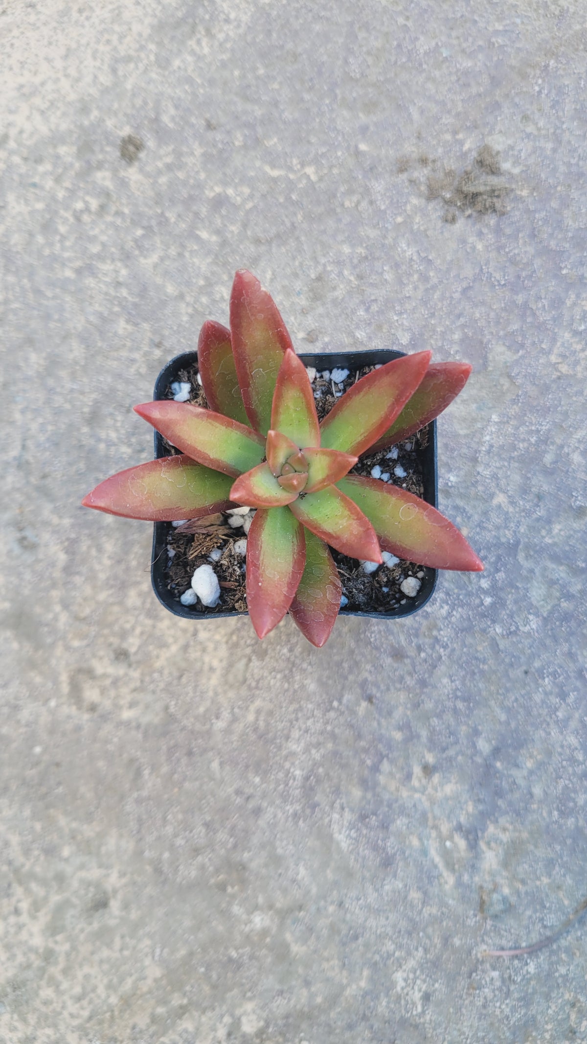 Sedum adolphii 'Firestorm' - Succulents Depot