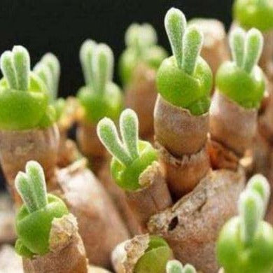 Monilaria obconica 'Bunny Succulent'