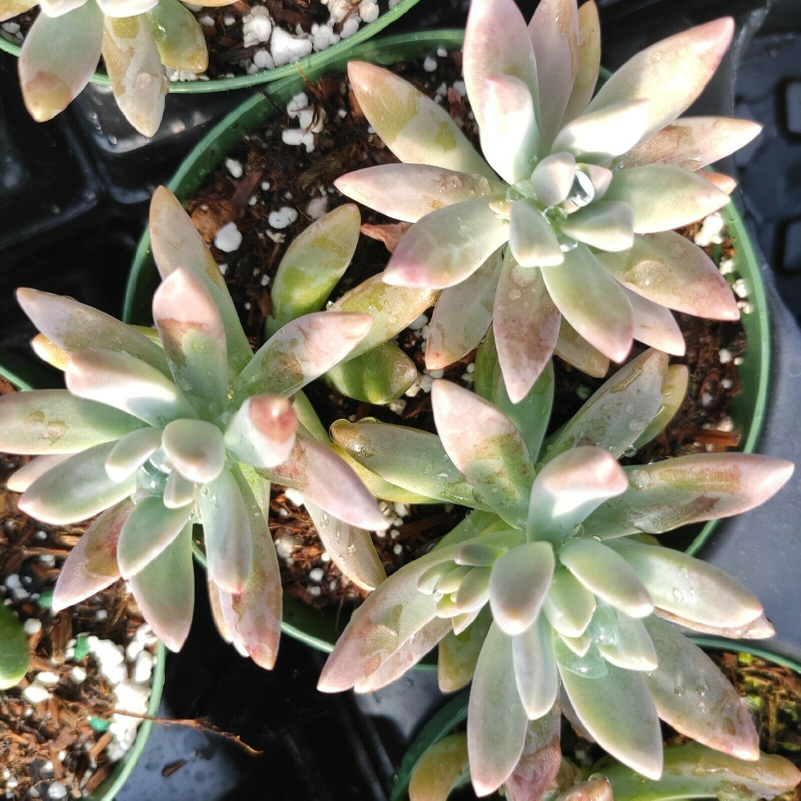 succulents fargo nd Graptosedum 'Francesco Baldi' 6 Inch