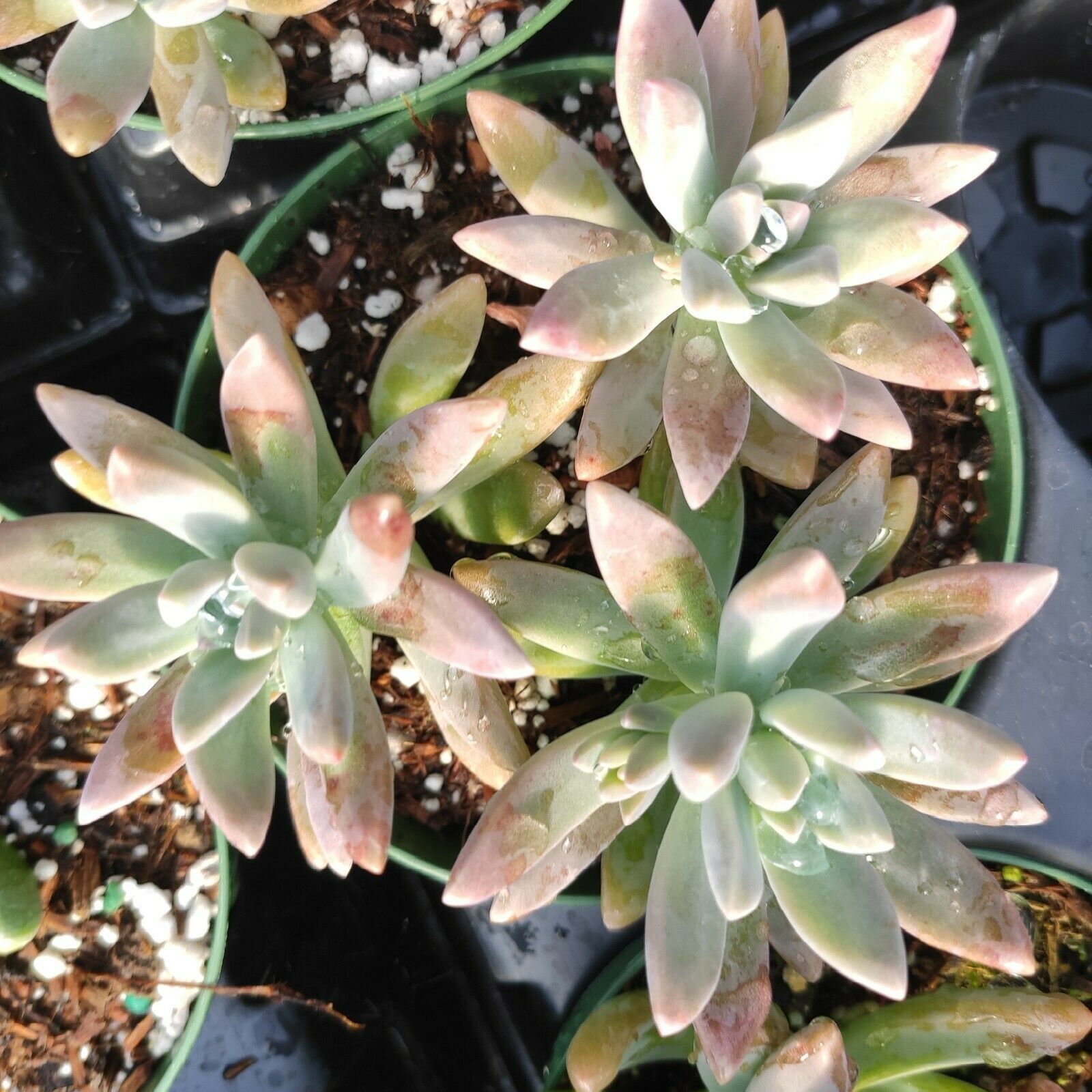 succulents fargo Graptosedum 'Francesco Baldi' 6 Inch