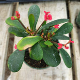 Crown of Thorns - Euphorbia milii with red bracts blooming.