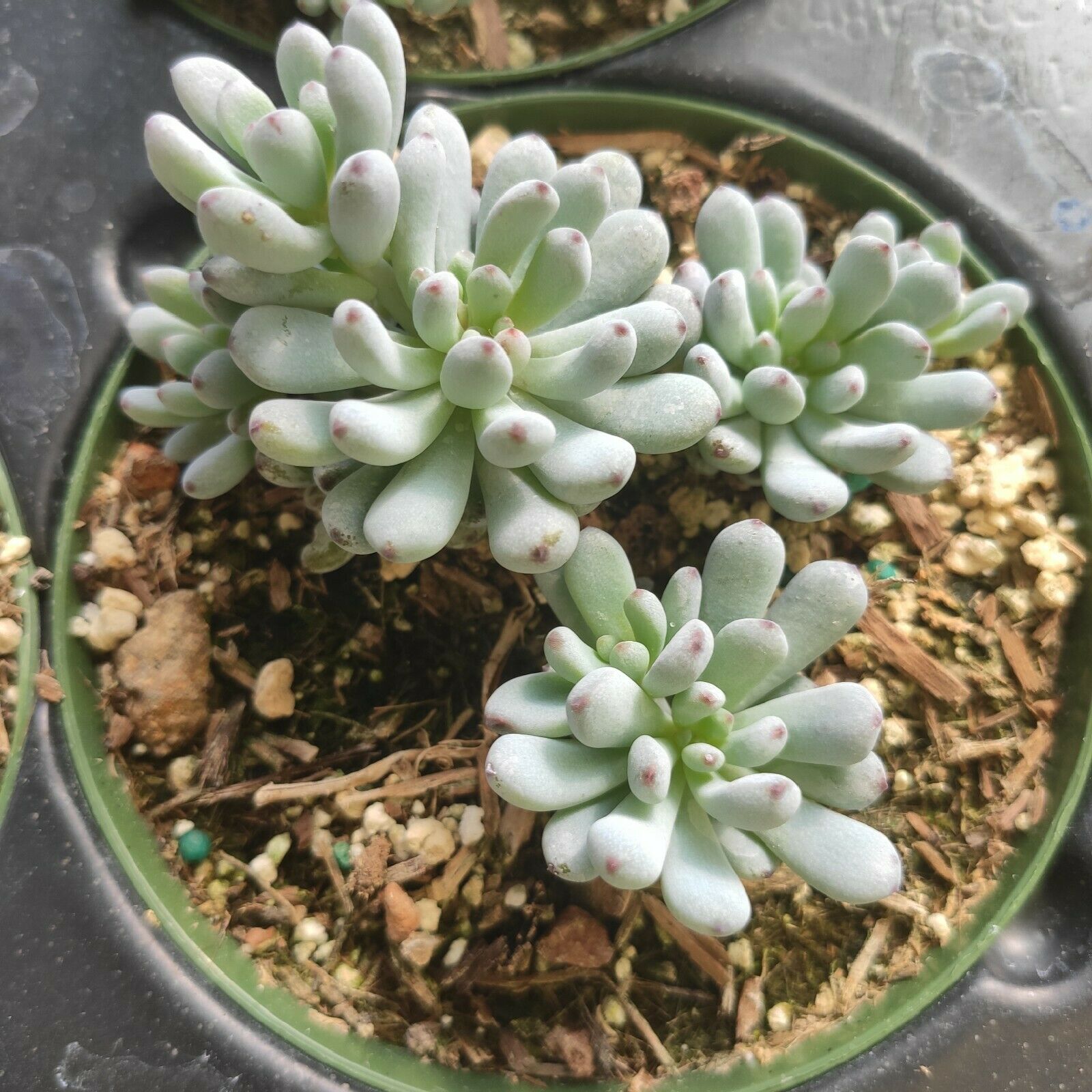 bluebean succulent Graptopetalum pachyphyllum 'Bluebean' 2 Inch