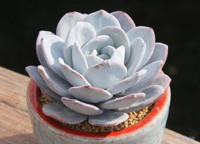 Echeveria Lauii
