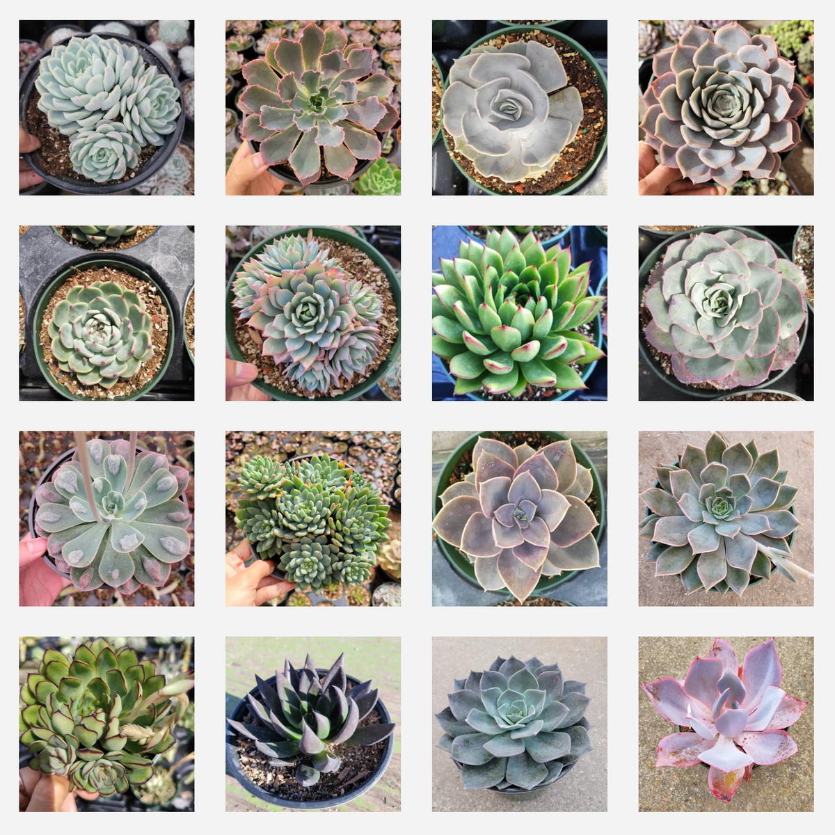 Assorted Succulent Set Shown in 6