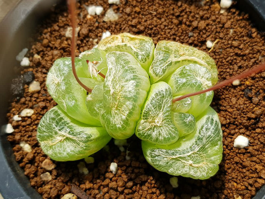 Bulbine mesembryanthoides 'Window Plant'