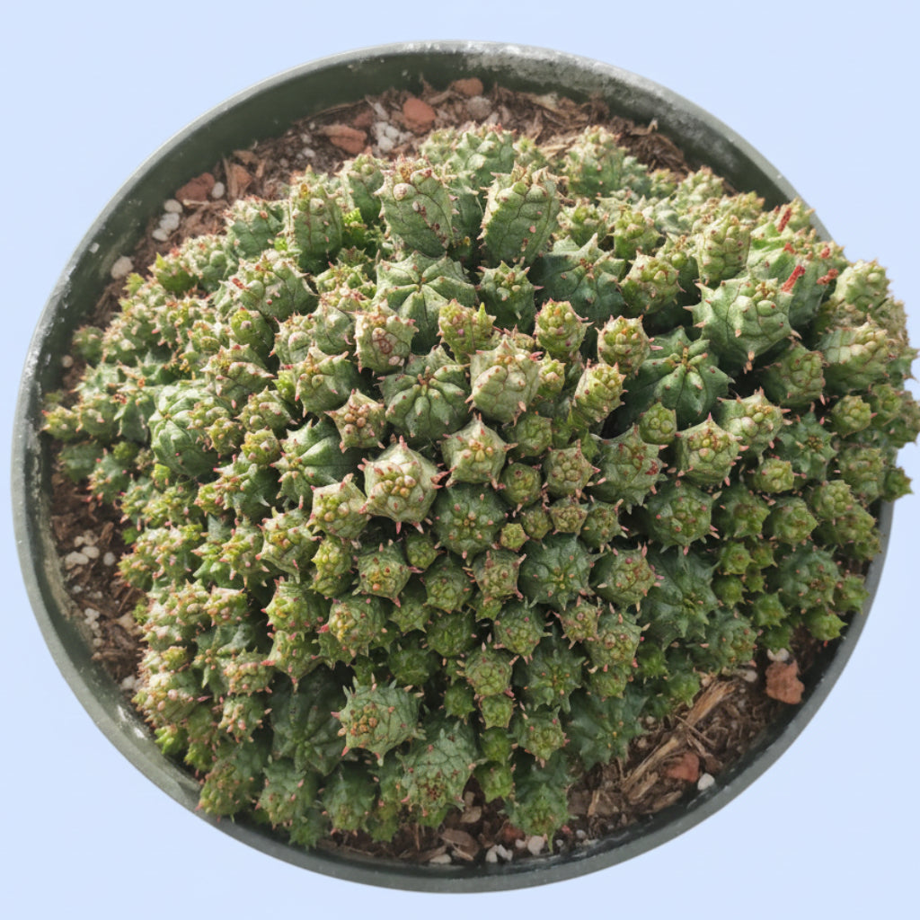 Euphorbia monstrose plant in nursery pot with green tubercles.