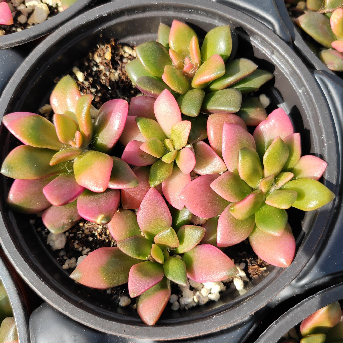 Anacampseros telephiastrum variegata 'Sunrise' - Succulents Depot