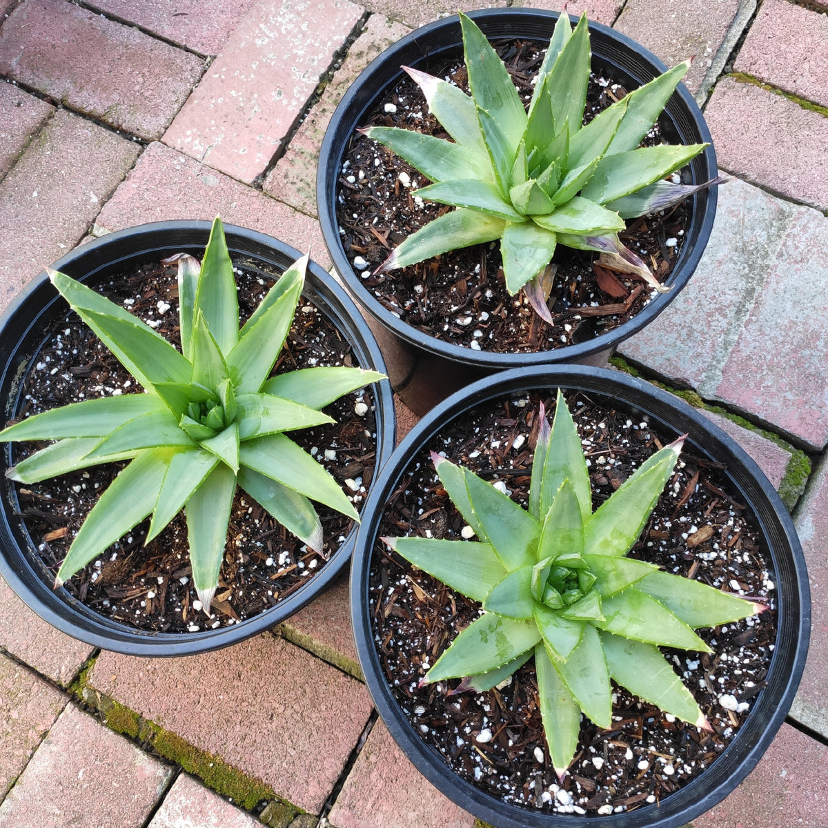 spiral succulent Aloe polyphylla 'Spiral Aloe'
