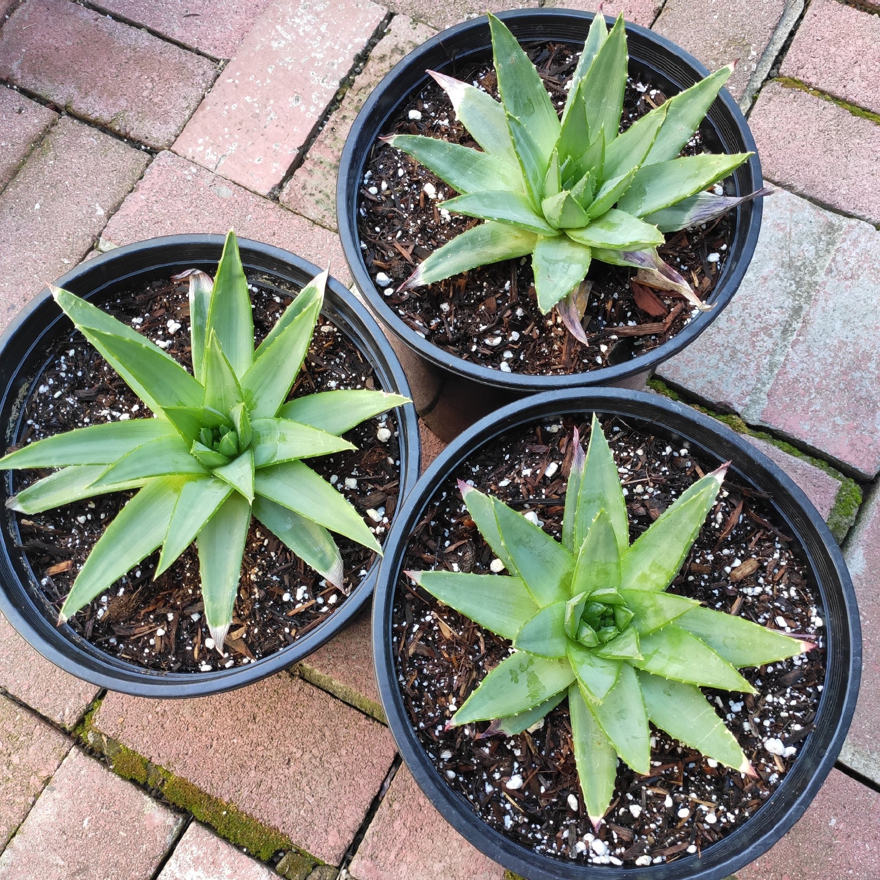 succulent with spiral leaves Aloe polyphylla 'Spiral Aloe'